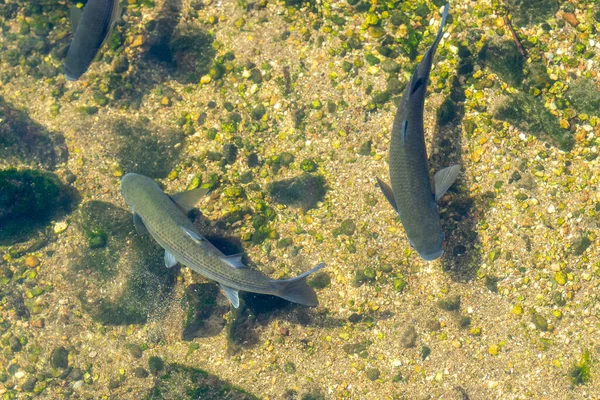 透明度の高い水の中の魚のイメージ — ストック写真