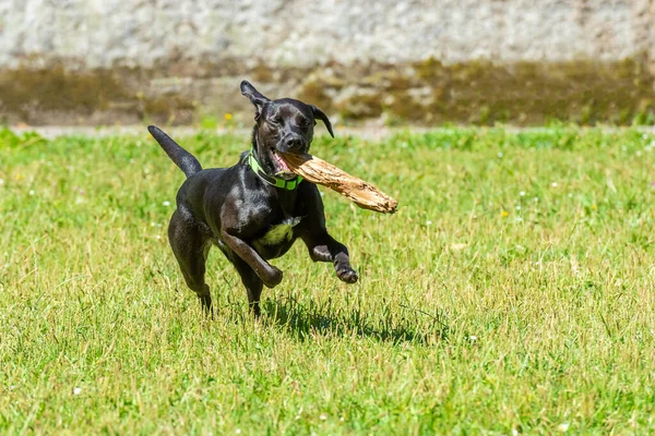 black smooth-haired dog runs with a stick in his teeth on the green grass, bright sunny day
