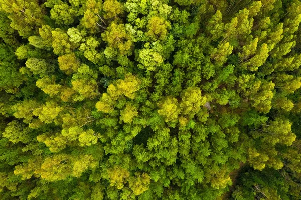 Pemandangan Udara Hutan Hijau Yang Indah Ditembak Dari Atas Dengan — Stok Foto