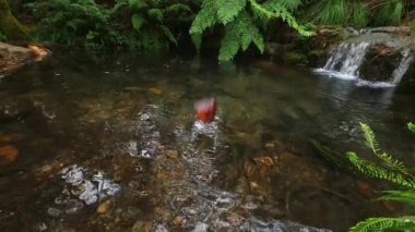 Her yere su sıçrayan bir taştan bir damla su, ormandaki küçük bir şelale.