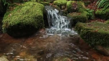 Tropikal nehirdeki küçük nehir şelalesi. Güzel doğal manzara.