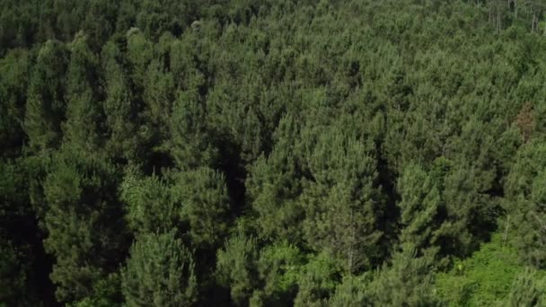 Voar Baixo Sobre Copas Das Árvores Uma Floresta Verde Belo — Vídeo de Stock