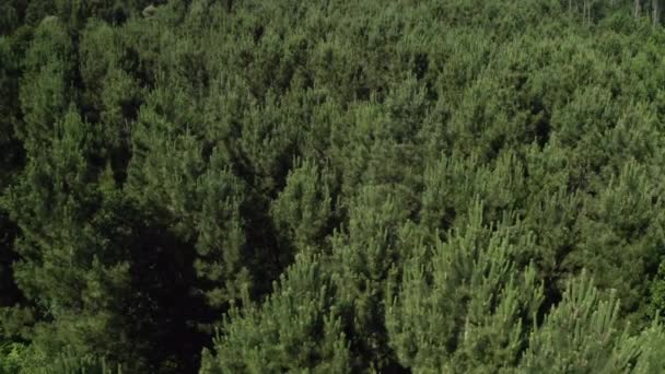 voler bas au-dessus de la cime des arbres d'une forêt verte, beau paysage naturel tir à partir d'un drone
