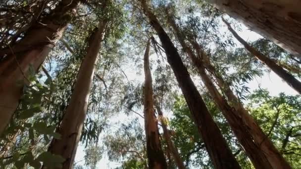 Grüner Eukalyptuswald Einem Strahlend Sonnigen Tag Rotationskamera Schöne Naturlandschaft Sommerzeit — Stockvideo