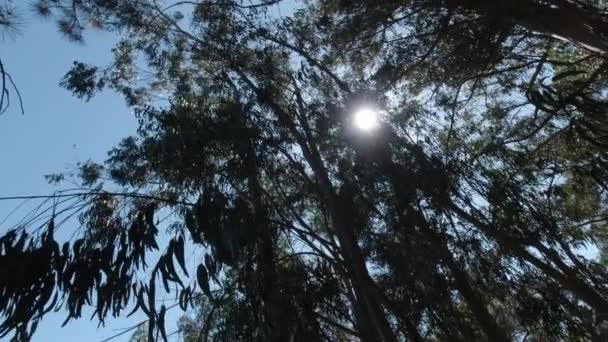 Grüner Eukalyptuswald Einem Strahlend Sonnigen Tag Rotationskamera Schöne Naturlandschaft Sommerzeit — Stockvideo