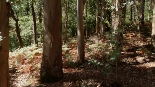 Floresta Eucalipto Verde Dia Ensolarado Brilhante Câmera Rotação Bela Paisagem — Vídeo de Stock