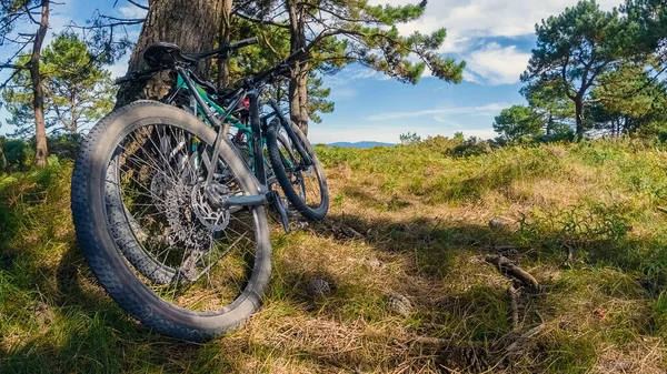 Bicicletas Perto Uma Árvore Floresta Dia Ensolarado Brilhante Conceito Atividades — Fotografia de Stock