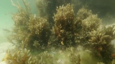Yavaşça su altında sallanan yosun, yavaş çekim