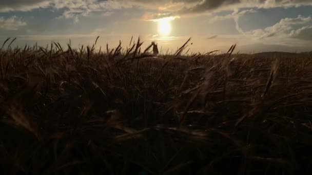 Silhouet Van Een Man Die Bij Zonsondergang Het Gras Loopt — Stockvideo