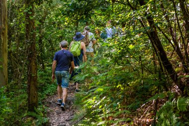 Yeşil bir ormanda yürüyüş yapan bir grup turistin arka görüntüsü.