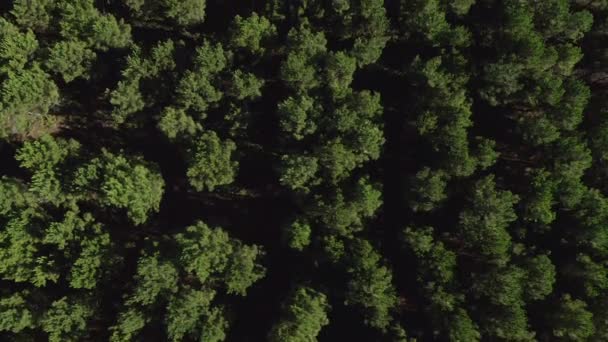 Vliegen Een Groen Bos Boven Boomtoppen Prachtig Natuurlijk Landschap Schieten — Stockvideo