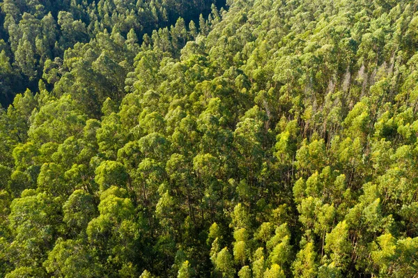 Vista Aérea Bela Floresta Verde Tiro Cima Com Drone Paisagem — Fotografia de Stock