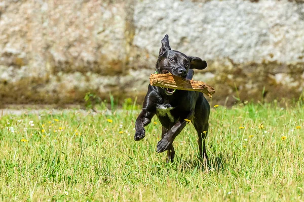 Schwarzer Glatthaariger Hund Läuft Mit Einem Stock Den Zähnen Über — Stockfoto