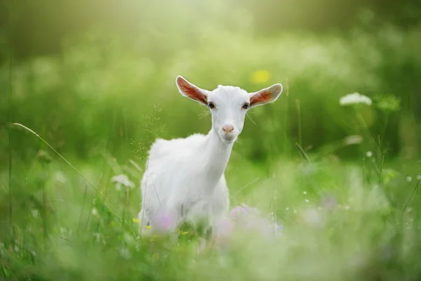 Giovane capra bianca nell'erba — Foto Stock