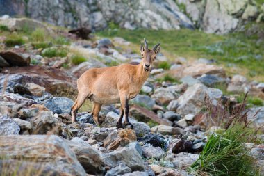 Dağlardaki Ibex. Taş ve çim arka planda öğlen yaz aylarında taşlar kadın vahşi dağ keçi