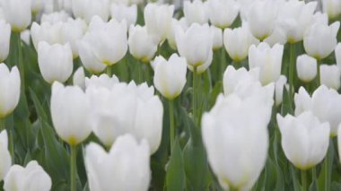 Açık havada, yumuşak ışıkta beyaz laleler. Sağdan sola hareket