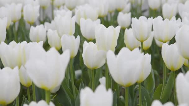 Bílé tulipány venku v měkkém světle. Pohyb zleva doprava — Stock video