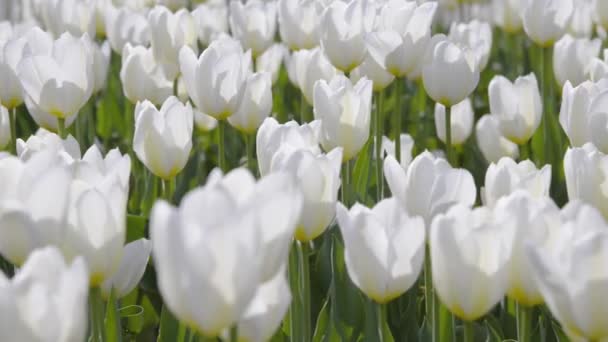 Белые тюльпаны на улице в солнечном свете. Движение камеры — стоковое видео