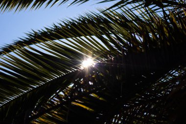 Güneş Işık düşünce palmiye yaprakları