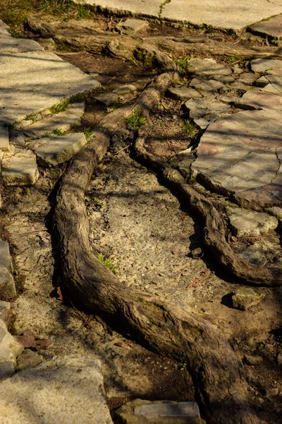 Strong tree roots grow throught asphalt