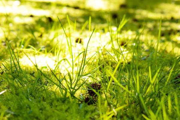 Зеленая Трава Весеннем Парке — стоковое фото
