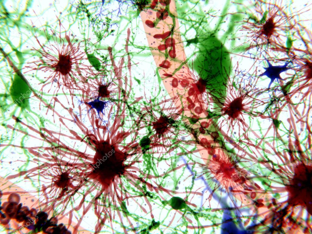 Brain cells: astrocytes (red), pyramidal neurons (red), microglia cells (blue)