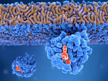 3D bilgisayar aktive bir Ras protein Illustration. RAS proteinler hücrelerdeki genler hücre büyümesi, farklılaşma ve hayatta kalma dönme sinyalleri vericisi katılmaktadırlar. Ras genlerdeki mutasyonlar için perma harekete prot yol açabilir