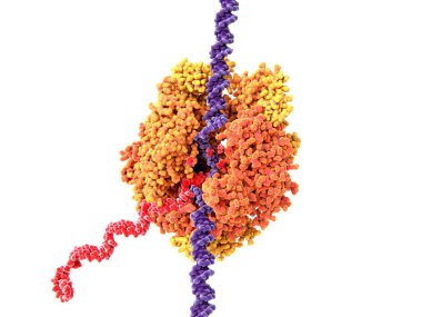 RNA polimeraz (Maya) üzerinden birkaç proteinler oluşur. Bu Dna Dizilerini (Menekşe) boş vakitlerinde ve Rna (kırmızı nükleotit üridin dışında), adenozin, cytlidine ve guanozin monofosfattır oluşturur. Kaynak: Pdb giriş 1i6h