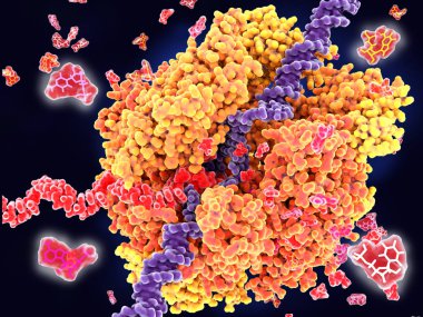 RNA polimerazın Dna Dizilerini (Menekşe) boş vakitlerinde ve Rna nükleotitler adenozin (macenta), cytlidine (mor), guanozin (sarı) ve üridin (beyaz) monofosfattır (kırmızı) oluşturur. 