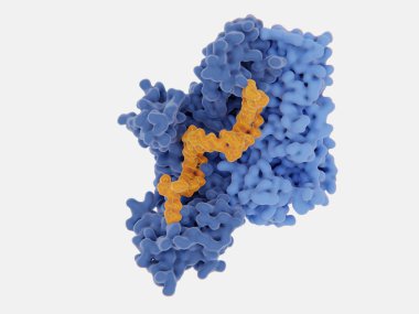 İnsan immün yetmezlik virüsü tek iplikçikli Rna genomu çift iplikçikli DNA'ya viral ters transkriptaz tarafından dönüştürülür ve sonra Dna virüslü bir insan hücre Dna'entegre edilmiştir. Ters transkriptaz ana tar biridir