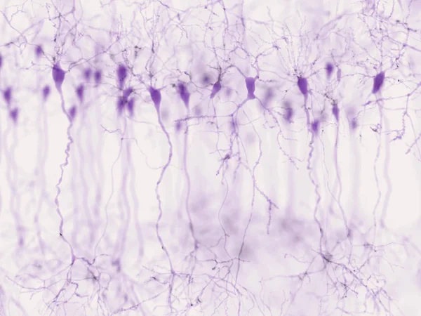 Πυραμιδική Νευρώνες Βρίσκονται Ορισμένες Περιοχές Του Εγκεφάλου Συμπεριλαμβανομένων Του Εγκεφαλικού — Φωτογραφία Αρχείου
