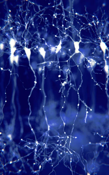 Пирамидальные Нейроны Встречаются Определенных Областях Мозга Включая Кору Головного Мозга — стоковое фото