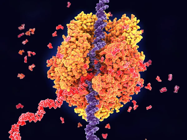 Rna 聚合酶 由几种蛋白质组成 它解开 Dna 并建立 Rna 的核苷酸尿嘧啶 胞苷和古诺西诺西单磷酸盐 — 图库照片