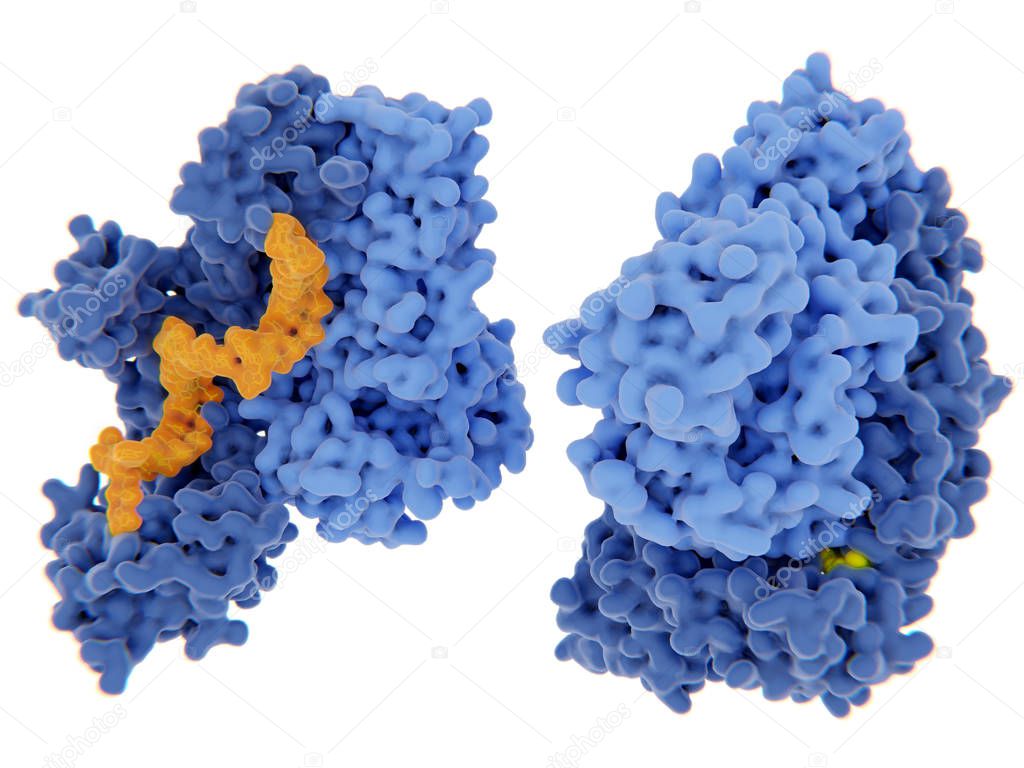 The human immunodeficiency virus single-stranded RNA genome is converted into double-stranded DNA by the viral reverse transcriptase and then the DNA is integrated in the DNA of an infected human cell. The reverse transcriptase is one of the main tar
