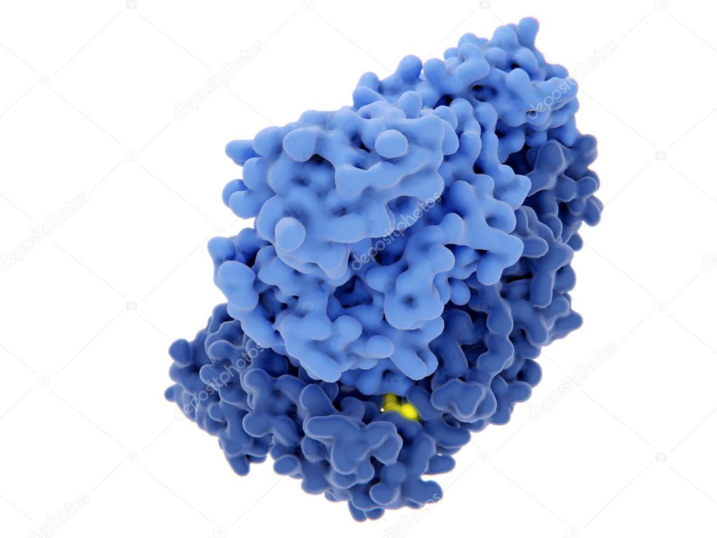 The human immunodeficiency virus single-stranded RNA genome is converted into double-stranded DNA by the viral reverse transcriptase and then the DNA is integrated in the DNA of an infected human cell. The reverse transcriptase is one of the main tar