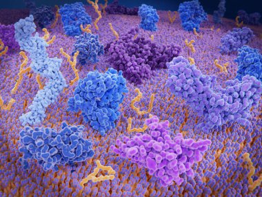 Immunologically active proteins on a T-cell. TCR (blue), CD-4 (light blue), CD-28 (dark blue),  PD-1 (magenta), CTLA-4 (violet), Ca-channel (dark violet). The T-cell receptor, CD-4 and CD-28 activate T-cells, while PD-1 and CTLA-4 inhibit the activat clipart