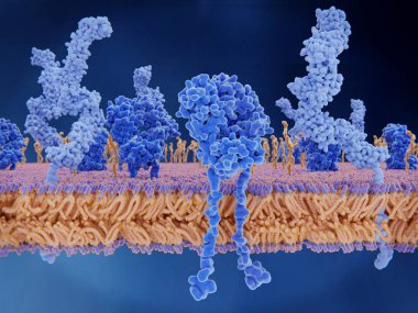 The T-cell receptor activates the immune response to antigens in T-lymphocytes. T-cell receptors (dark blue), CD4 molecules (light blue), glycolipids (orange). 3d rendering. Illustration clipart