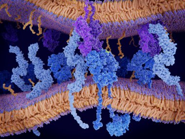 Bir antigene (yeşil) aracılığıyla karmaşık bir T-hücre reseptör (koyu mavi), bir Mhc II-antijen (Menekşe) ve Cd4 protein (açık mavi) arasında bağışıklık yanıtı aktivasyonu. 3D render. İllüstrasyon