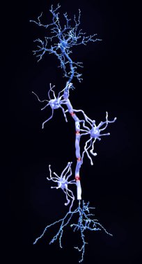 Myelin sheats insulate the axon from electrical activity. This insulation increases the rate of transmission of signals, which spring from gap to gap. clipart
