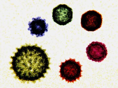 From bottom left, clockwise: influenza virus, norovirus, coxsackie virus, enterovirus D68, poliovirus, adeno associated virus. A virus is an infectious particle smaller than a bacterium and can only reproduce himself after infecting a host cell. They clipart