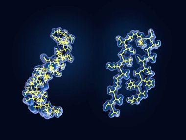 After being cleaved by the gamma and beta secretases the amyloid beta peptide, which has about 40 amino acid residues, leaves the membrane, changes shape and aggregates into long fibrils. These fibrils form dense plaques on nerve cells. clipart