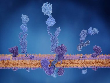 Amiloid precursor protein. Ne zaman i ciddi, membran etki alanı amiloid plaklar bina Alzheimer hastalığında ilgilenmektedir. 3D render. İllüstrasyon