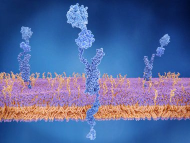 Amiloid precursor protein (App) birçok fonksiyonları ile karmaşık bir proteindir. Bu vücutta hücre yüzeyinde bulunur. Heparin ve laminin ve gönderir gibi hücrenin dışında birçok stuctural protein olduğu gibi protein bağlanır sinyalleri th