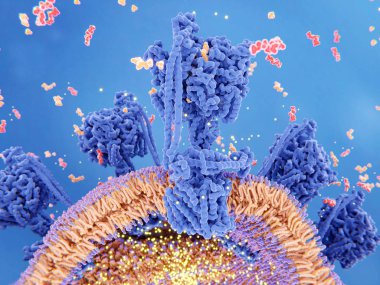 3D resimde bir mitokondri içinde Atp sentezi. ATP sentaz arasında mitokondri zar hücresel solunum sırasında oluşturulan bir proton degrade (ışık puan) için Adp ve inorganik fosfat (turuncu) Atp (kırmızı) sentezi çiftler. 