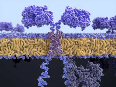 3D bilgisayar chimeric antijen reseptör Illustration. Arabalar tanımak ve kanser hücreleri belirli bir şekilde saldırmak T hücreleri izin mühendislik hücre reseptörleri vardır. Onlar farklı proteinler çeşitli işlevsel bölümlerini bağlayarak inşa edilir.