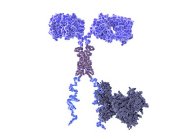 3D bilgisayar chimeric antijen reseptör Illustration. Arabalar özellikle kanser hücrelerinin tanımak/saldırı T hücreleri izin mühendislik hücre reseptörleri vardır. Bir sinyal proteinin hücre içi etki alanına bağlı.