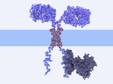 3D bilgisayar chimeric antijen reseptör Illustration. Arabalar özellikle kanser hücrelerinin tanımak/saldırı T hücreleri izin mühendislik hücre reseptörleri vardır. Bir sinyal proteinin hücre içi etki alanına bağlı.