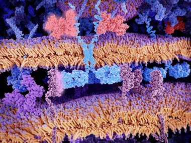 Reseptörleri (açık mavi) bir T-lenfosit bağlama yüzeyi Cd19-antijen molekülleri (macenta) Lösemi cep için özel olarak tasarlanmış. Bu T hücreli kanser hücresi apoptosis için önde gelen bir sinyal çağlayan etkinleştirir.
