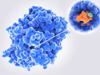 Dehalogenases: bakteriyel enzim halojenlenmiş çevresel kirleticiler yok edebilir. Etkin siteyi vurgulanır.