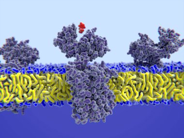 histamin bağlama onun reseptör için 3D bilgisayar çizimi. Histamin bağışıklık yanıtı ilgilenmektedir. Bu patojenler enfekte dokularda saldırmak için beyaz kan hücreleri kılcal damar geçirgenliği artırır.